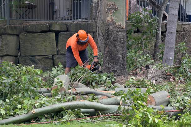 Best Local Tree Services  in Farmersville, CA